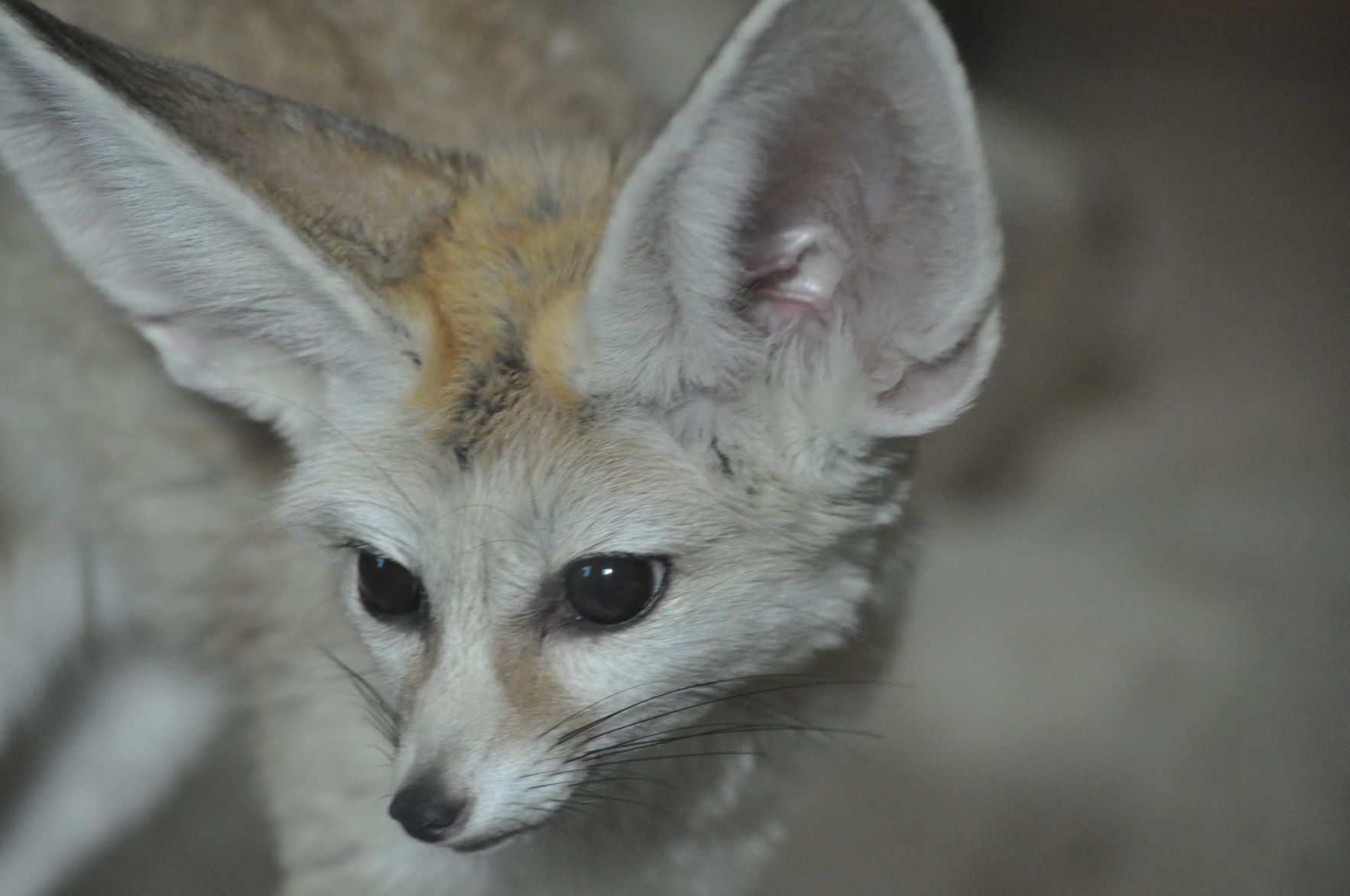 Fennec fox
